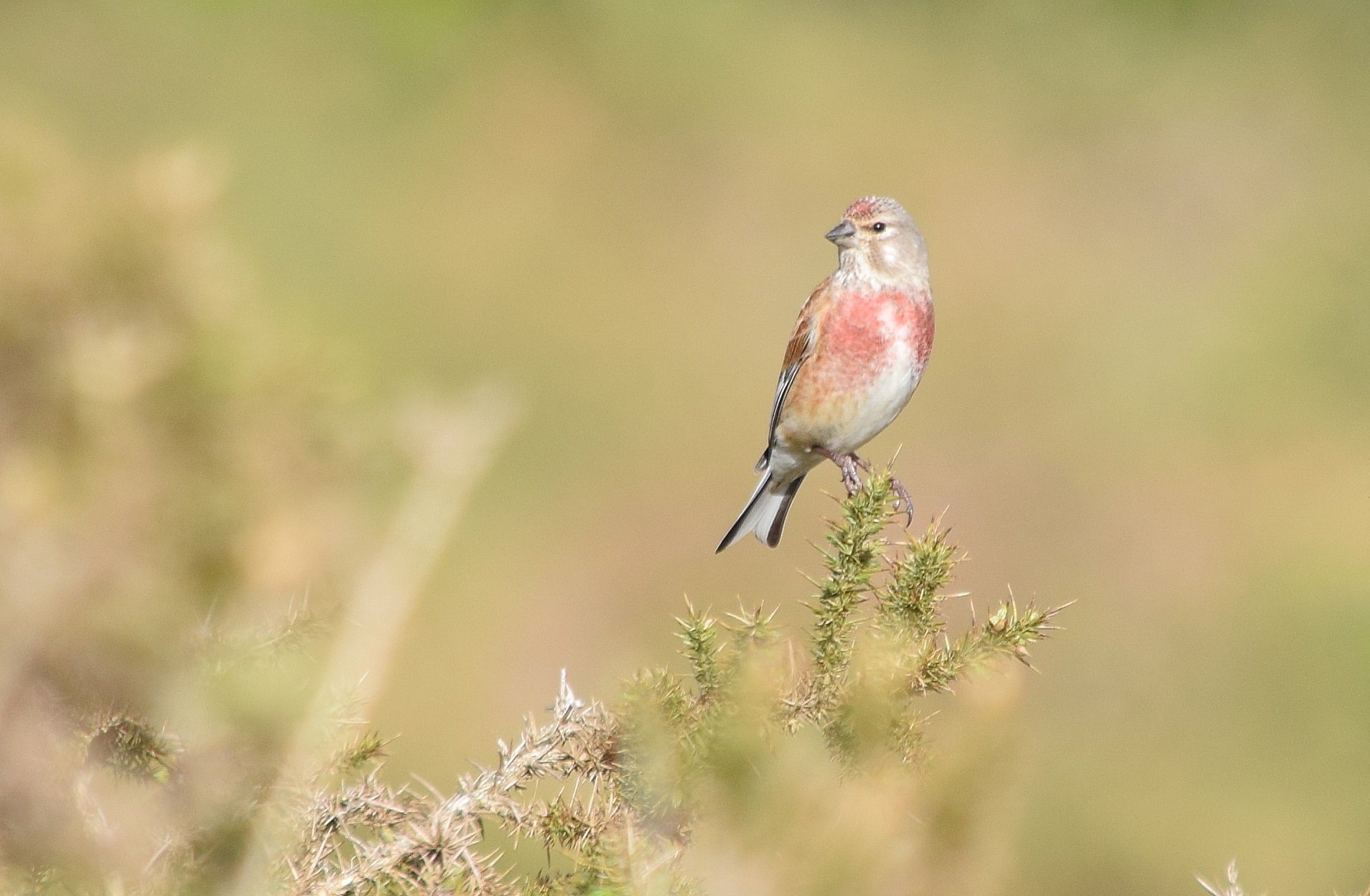Dartmoor visitors urged to 'give nature space' in Easter visits