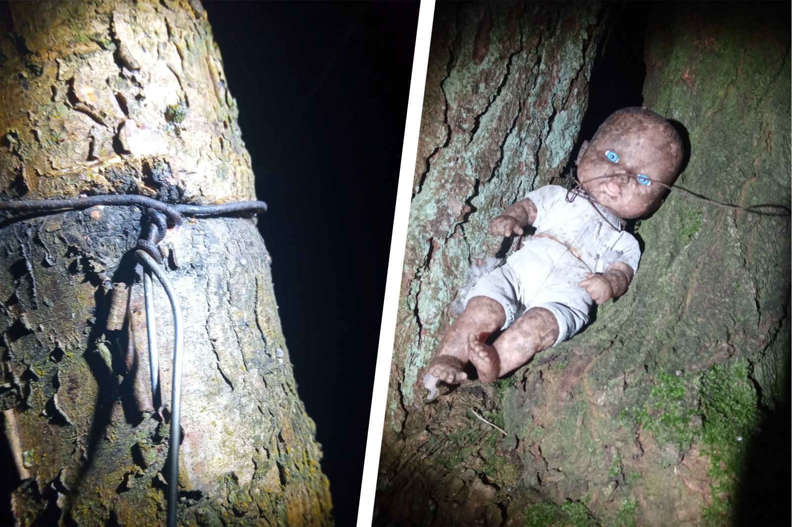 Local historian discusses site of 'Doll Forest' at Cannock Chase