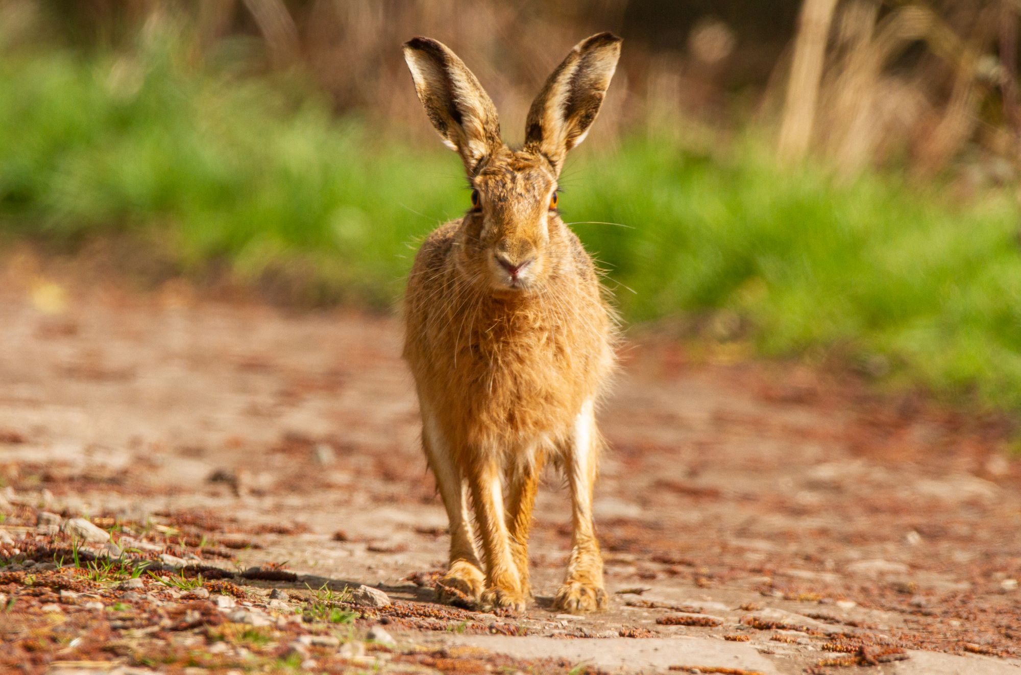 Crewe through the lenses of local photographers
