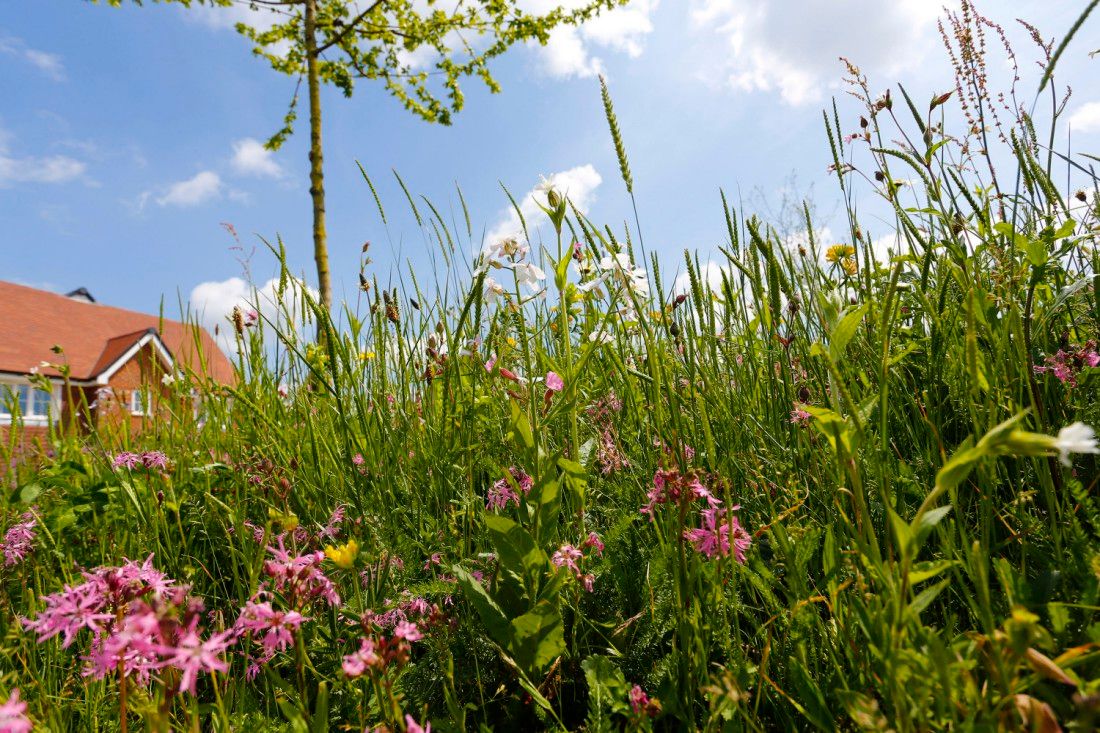 Seed bomb kits offered to residents in Hythe