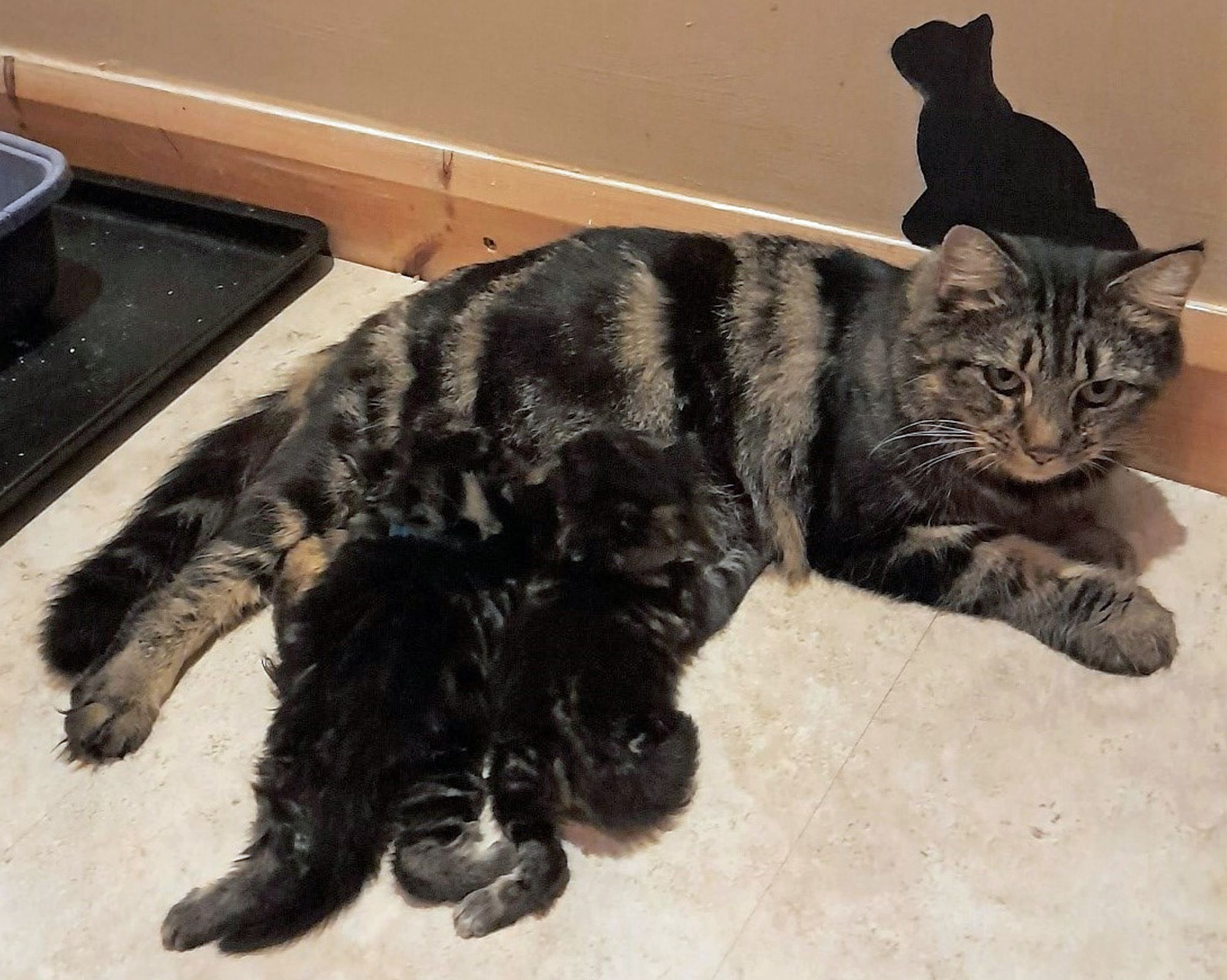 Herts Cats Protection appeals for funds to help fix cat's kneecap