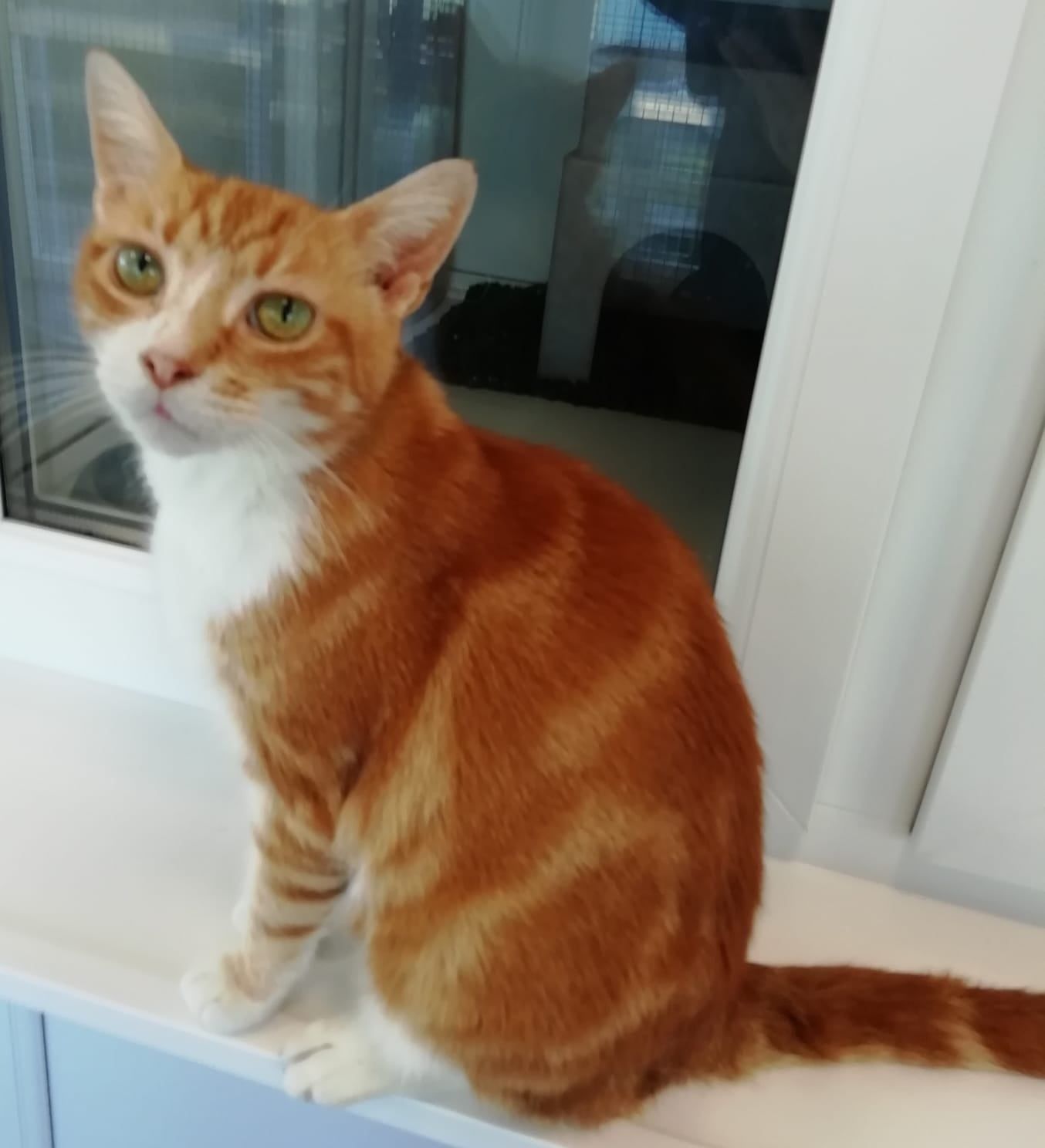 Woodlands Animal Sanctuary: Can you help Mikey find his forever home?