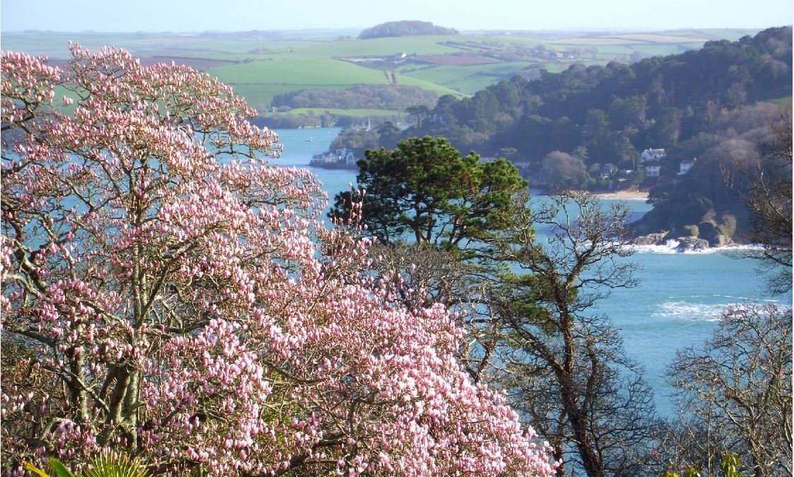 Now is the time to enjoy Salcombe garden's blossom at its best