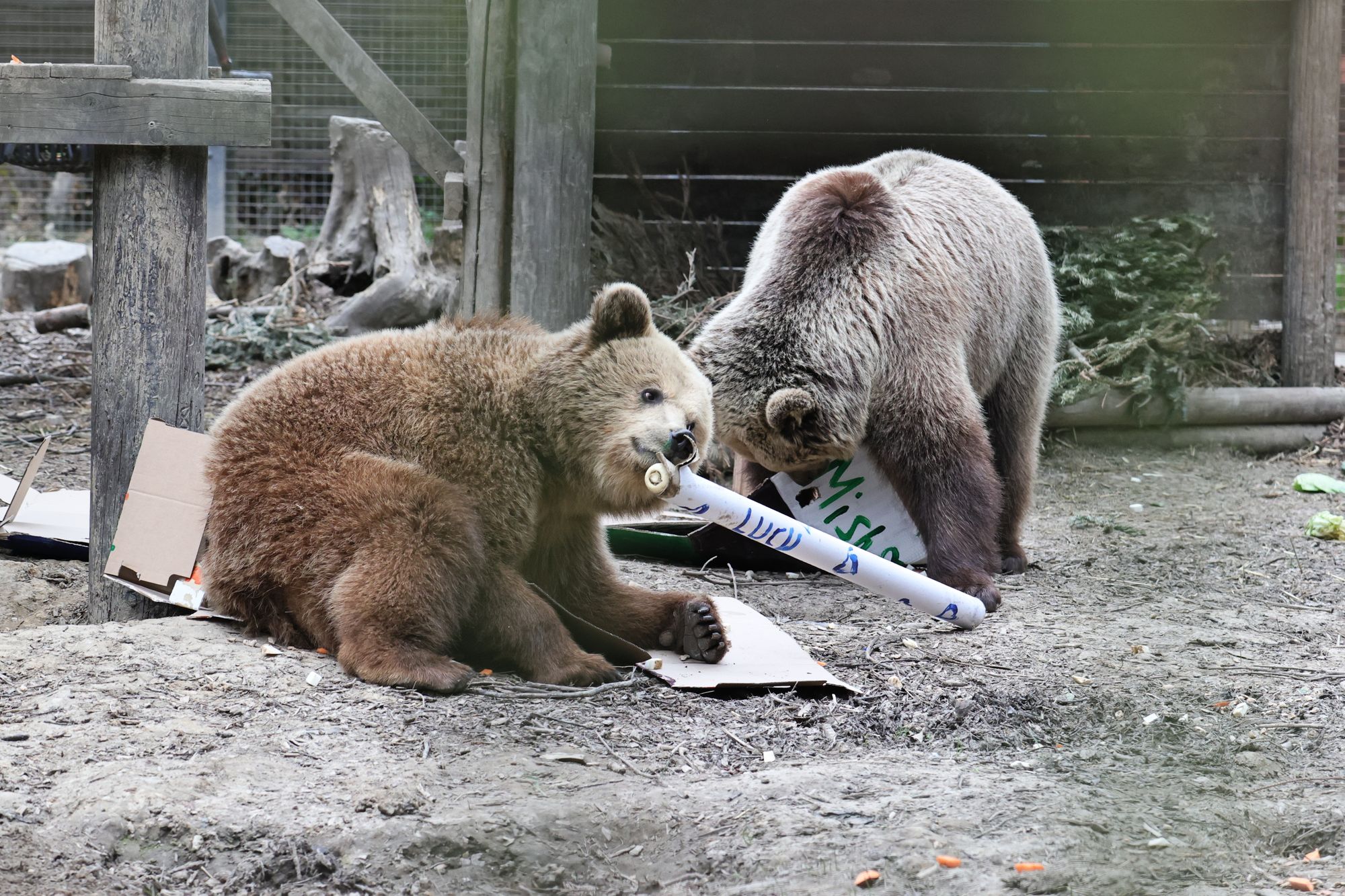 Last chance to see the Wildwood bear cubs