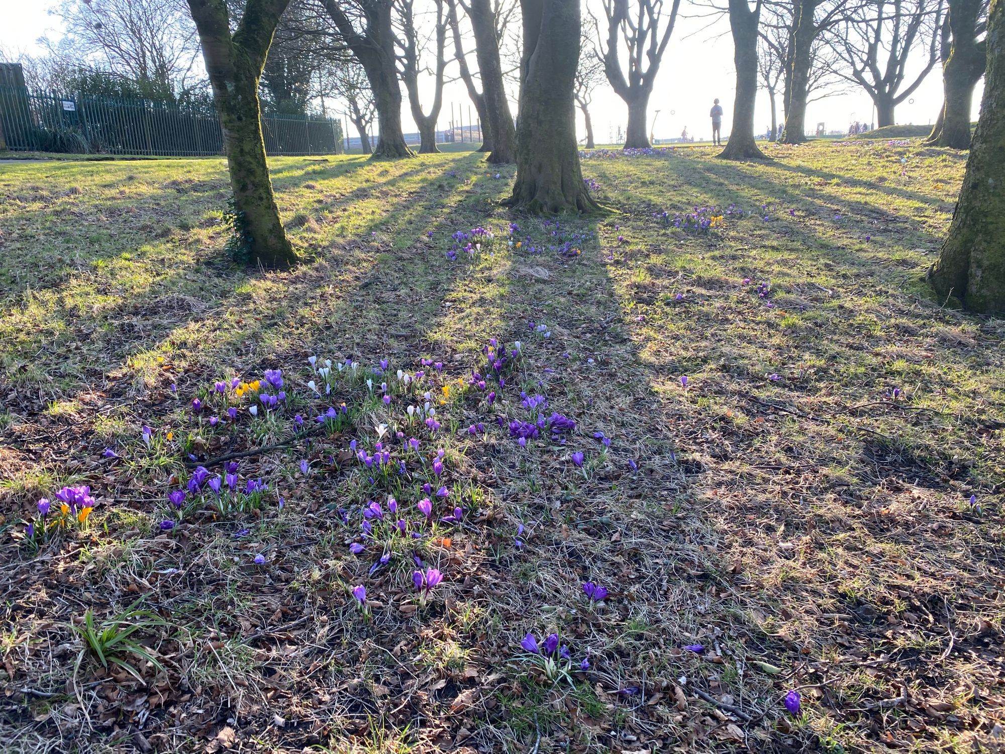 Hyndburn council to plant a tree for every 5,000 vaccine courses completed