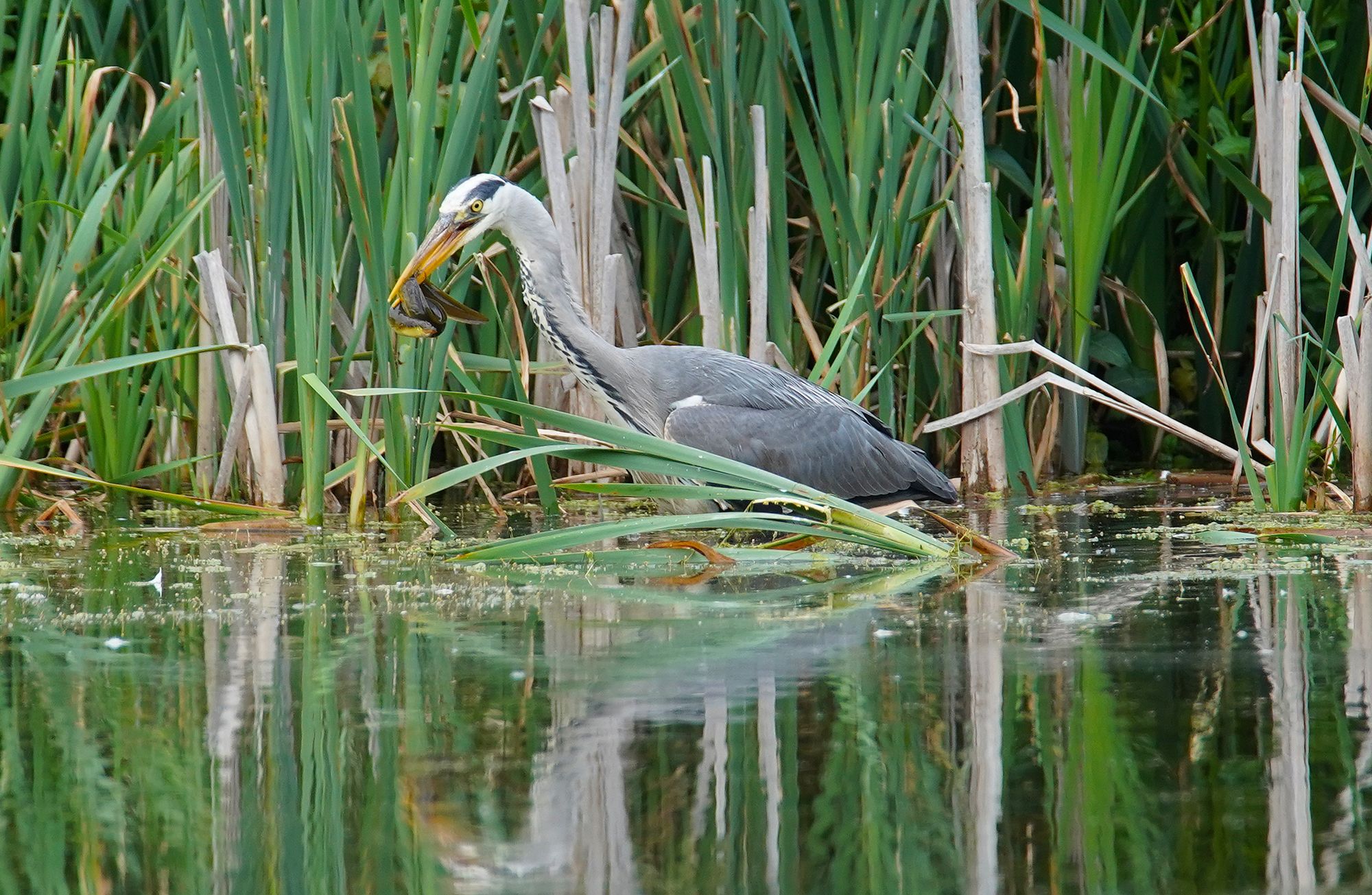 How Tesco helped Paignton wildlife scheme spread its wings
