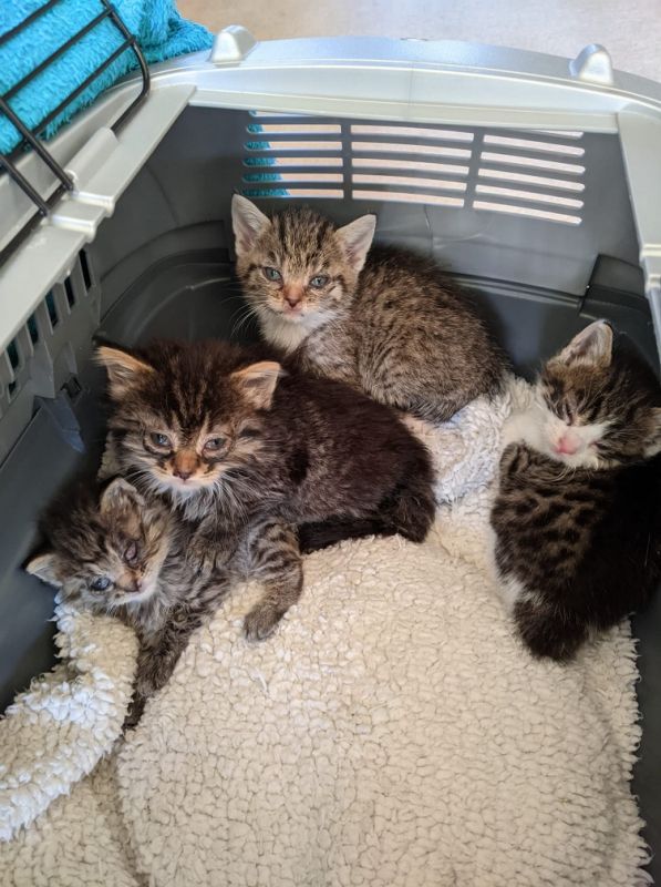Holmeswood animal sanctuary welcomes clothes donations this weekend