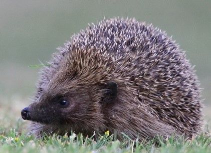 Hedgehog Awareness Week raises the profile of Britain’s only spiny mammal