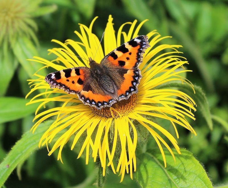 City Nature Challenge to see nature-lovers across the Liverpool City Region document their findings