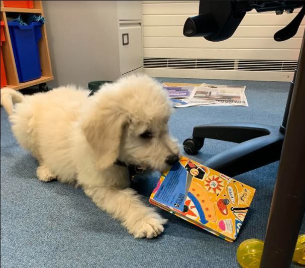 Rochdale secondary school welcomes wellbeing dog Patrick the Goldendoodle
