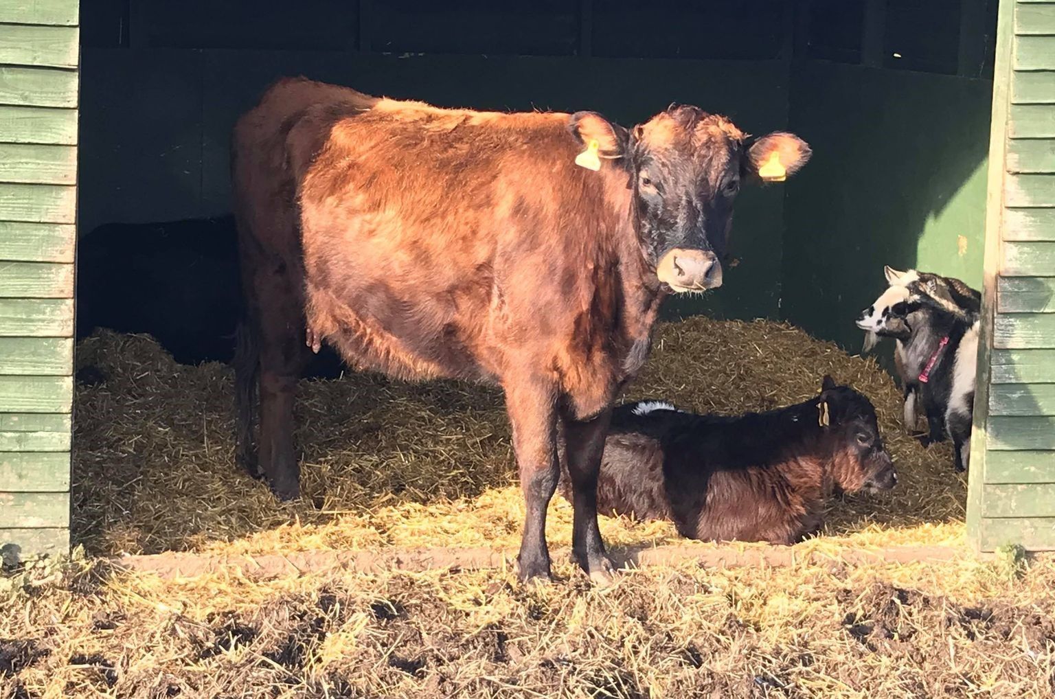 Nottingham charity farm awarded new security kit to protect animals