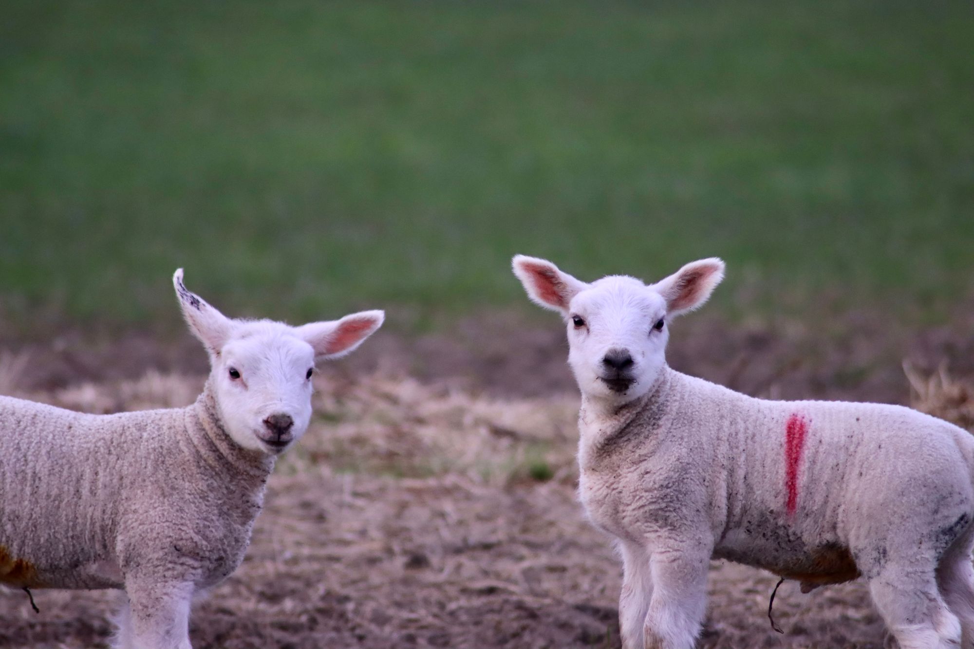 Your view: Signs of spring across the North East