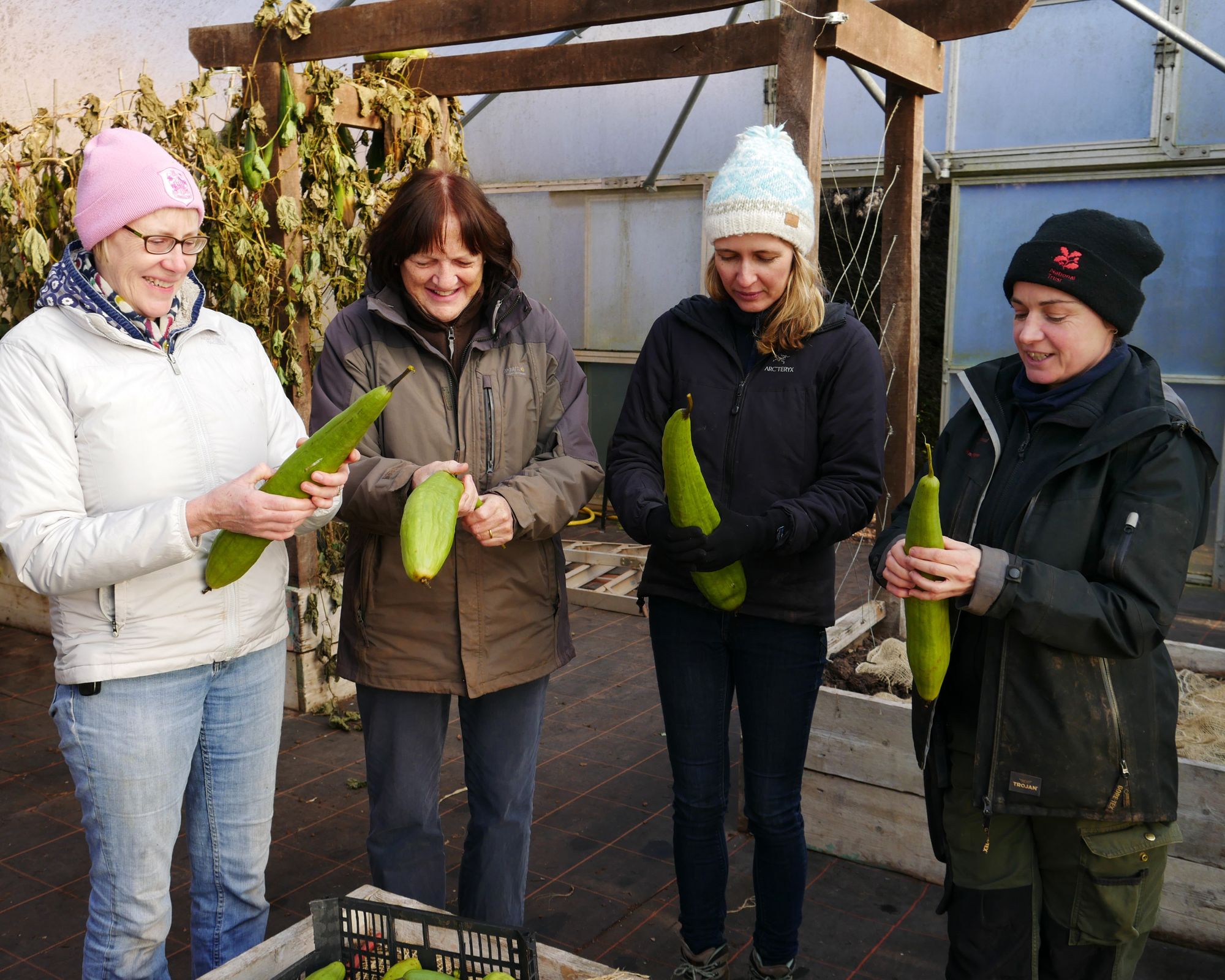 Knightshayes launches ‘grow-along’ to help home gardeners grow plastic-free kitchen sponges