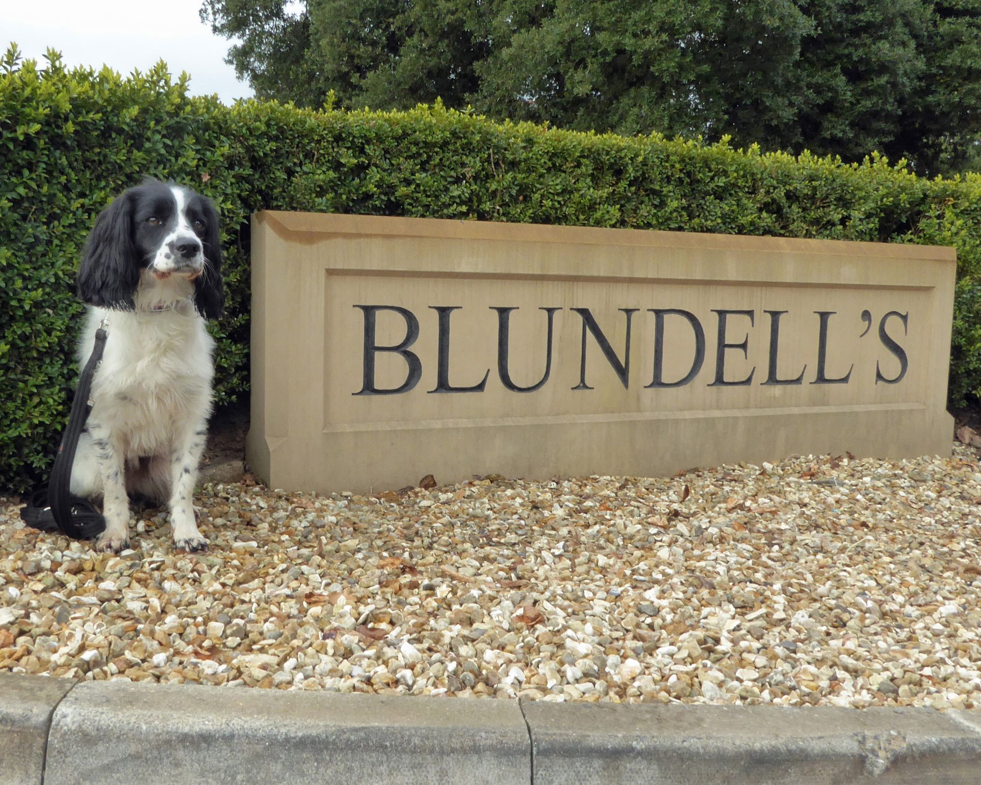 Up and coming police pooches learn their trade in Tiverton