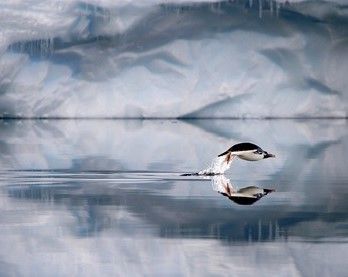 North Devon wildlife photographer wins top national award