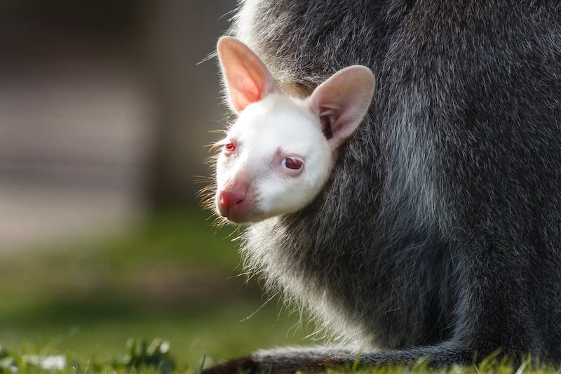 Super-cute albino walla-baby set to delight visitors when Yorkshire Wildlife Park reopens