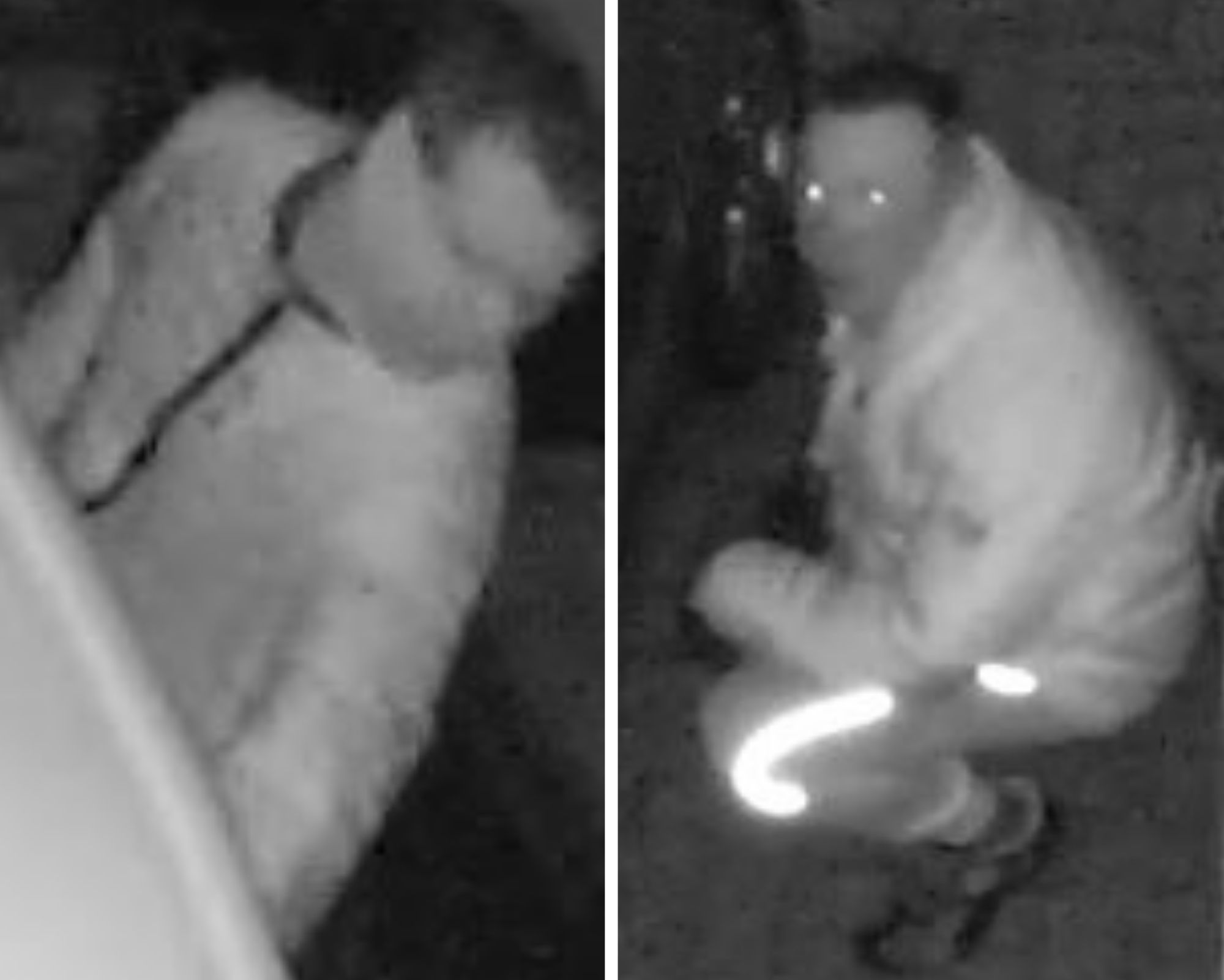 Tools stolen from a van and car targeted in Tonbridge