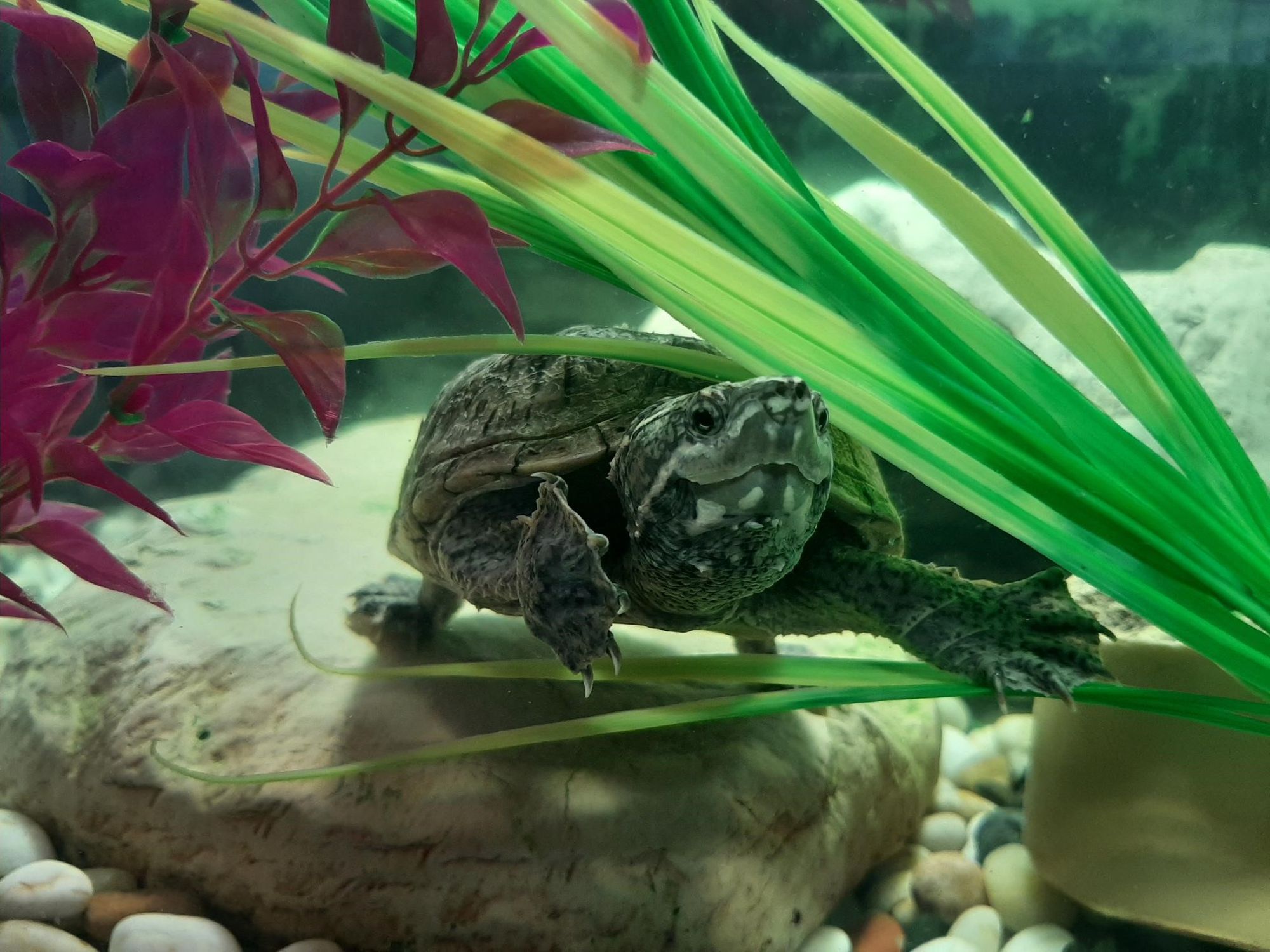 Trio of Ayrshire map turtles seeking new home