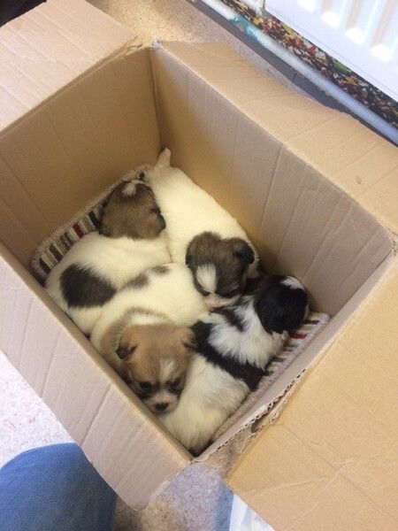 Dumped pups get new homes thanks to Brands Hatch centre