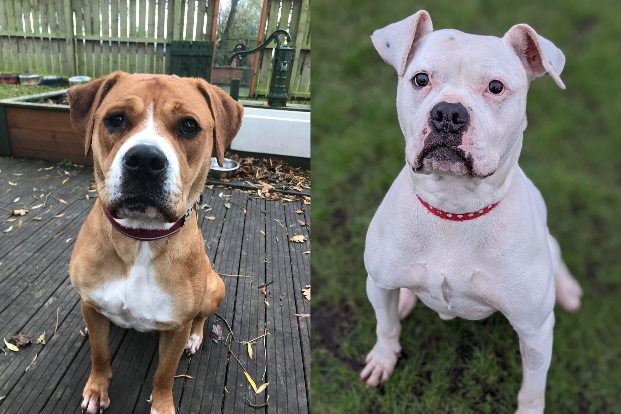 RSPCA column: How you can help to support the Animal Centre