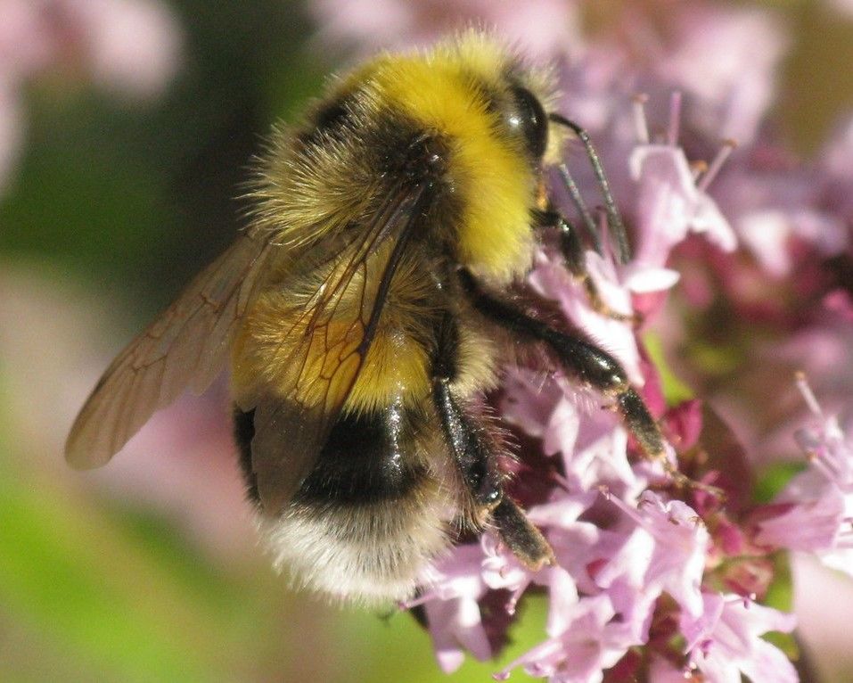 Large bumblebees start work earlier Exeter University finds