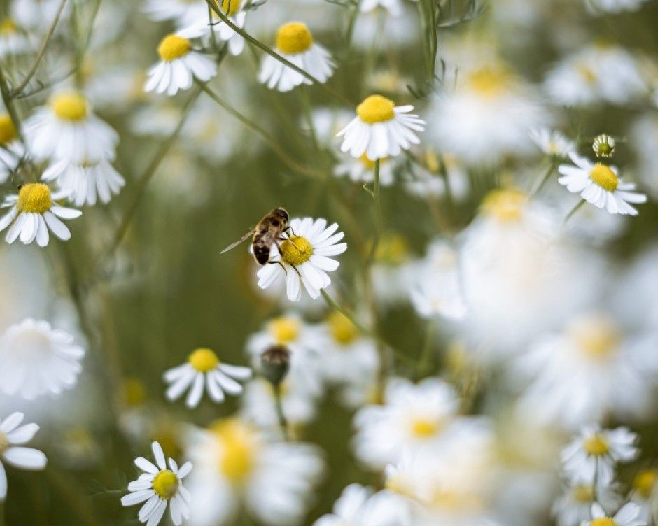 North Devon residents asked to lock up their mowers for No Mow May