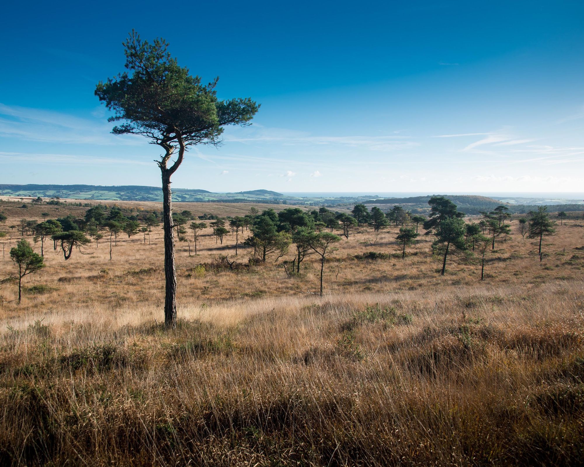 Natural England announces new National Nature Reserve for East Devon Pebblebed Heaths