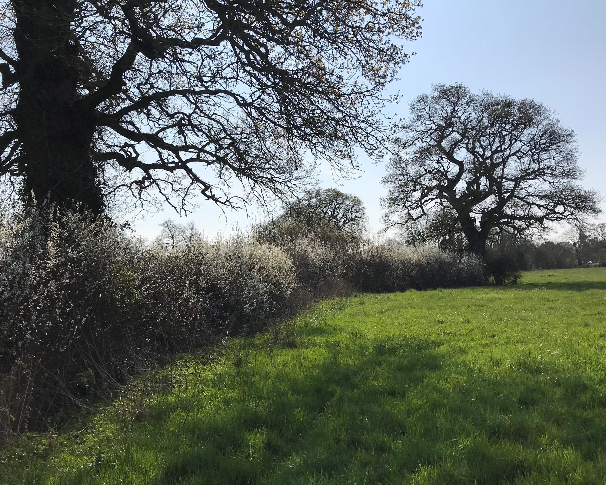 Devon Hedge Awards want your best berries, flowers, fruits and nuts