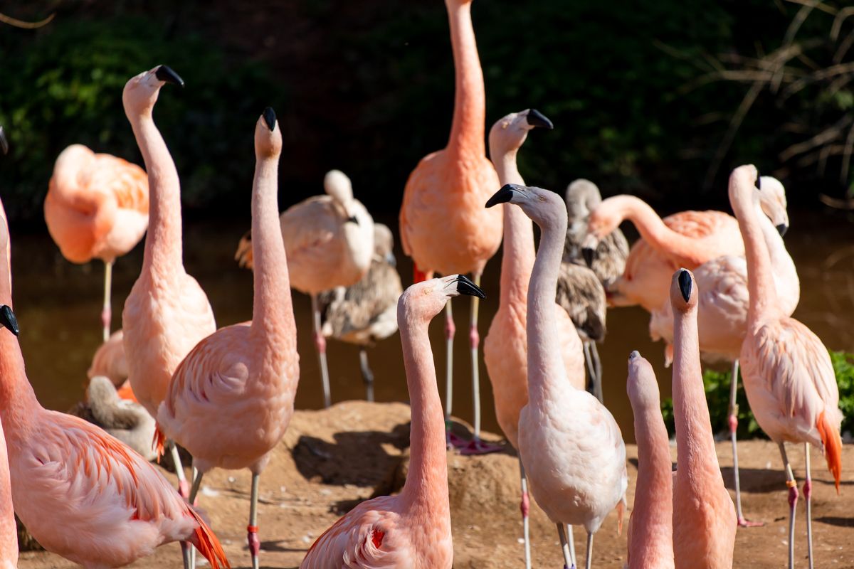 Paignton Zoo flamingos are dancing for joy as breeding season begins