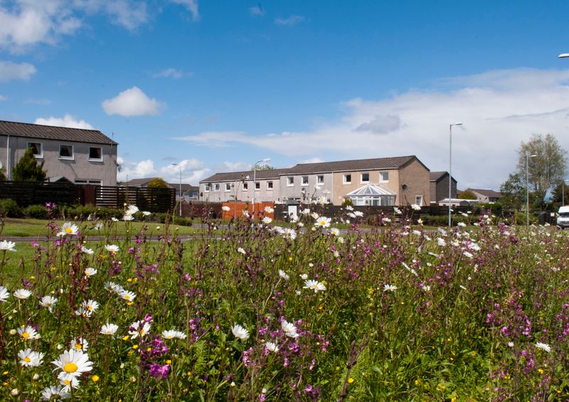 Go Wild for Wildflowers campaign encouraging Cheshire to restore beauty in the area