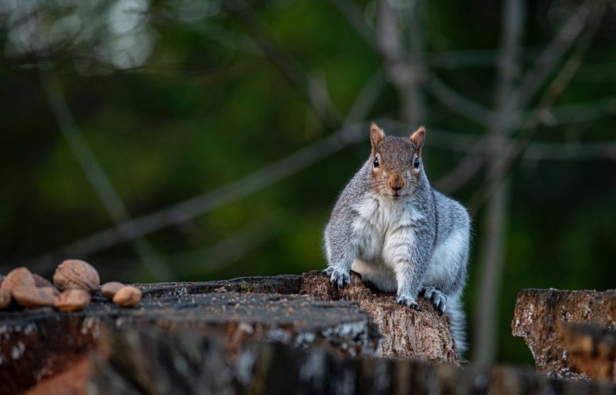 Herts residents urged to join national garden mammal survey