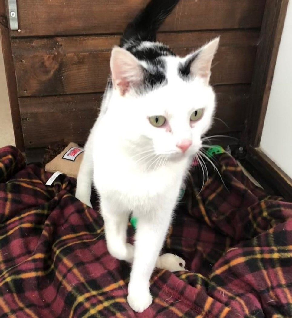 Can you give Downpatrick cats a purr-fect foster home?