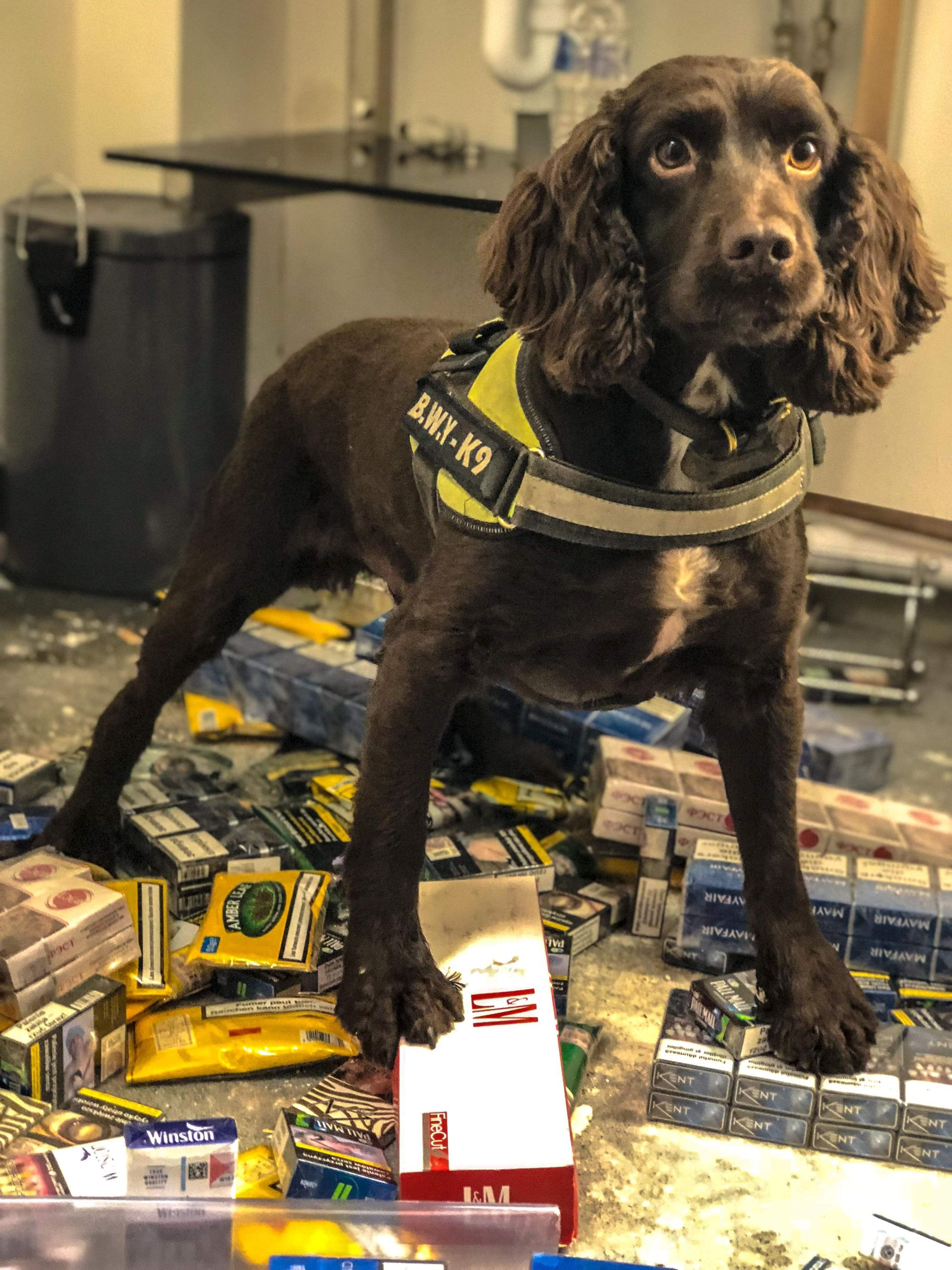 Illegal tobacco seized in raids across North Staffordshire