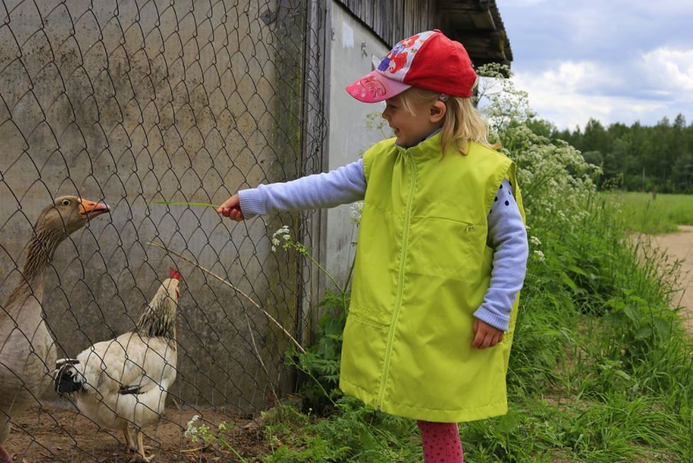 Tregolls primary school in Truro to have its own farm