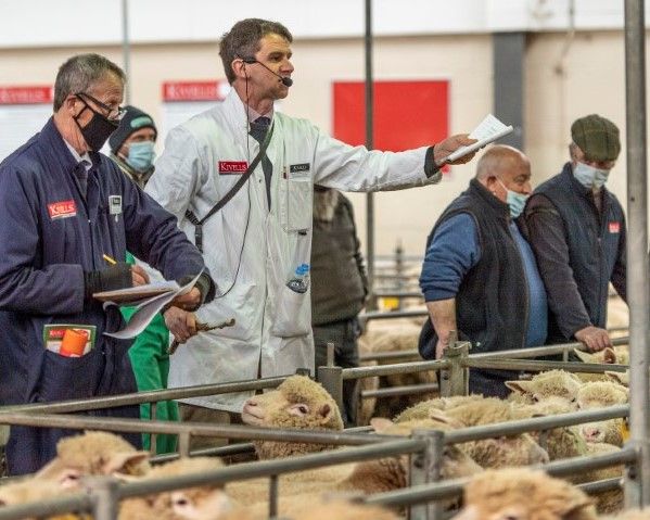 Dorset sheep set bidders alight at Exeter May Fair