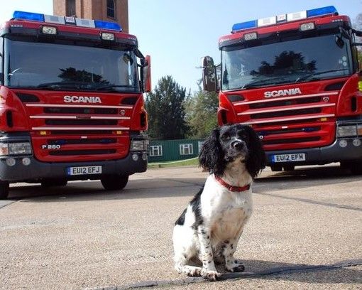 Firefighters rescue dog trapped on pond island