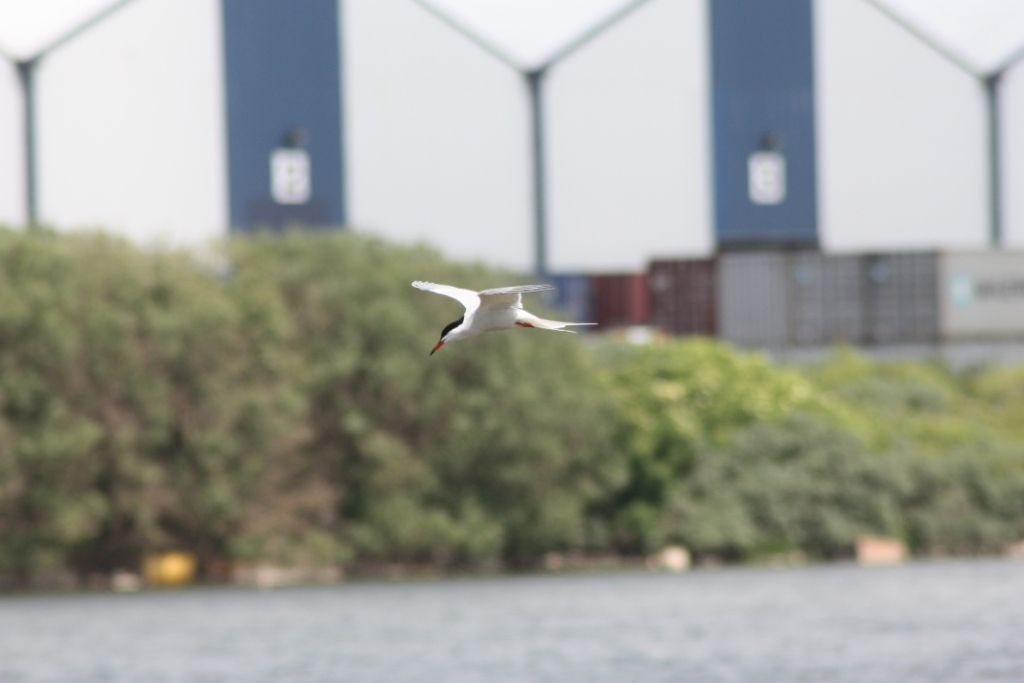 #MyWildMersey campaign will help protect plants and wildlife