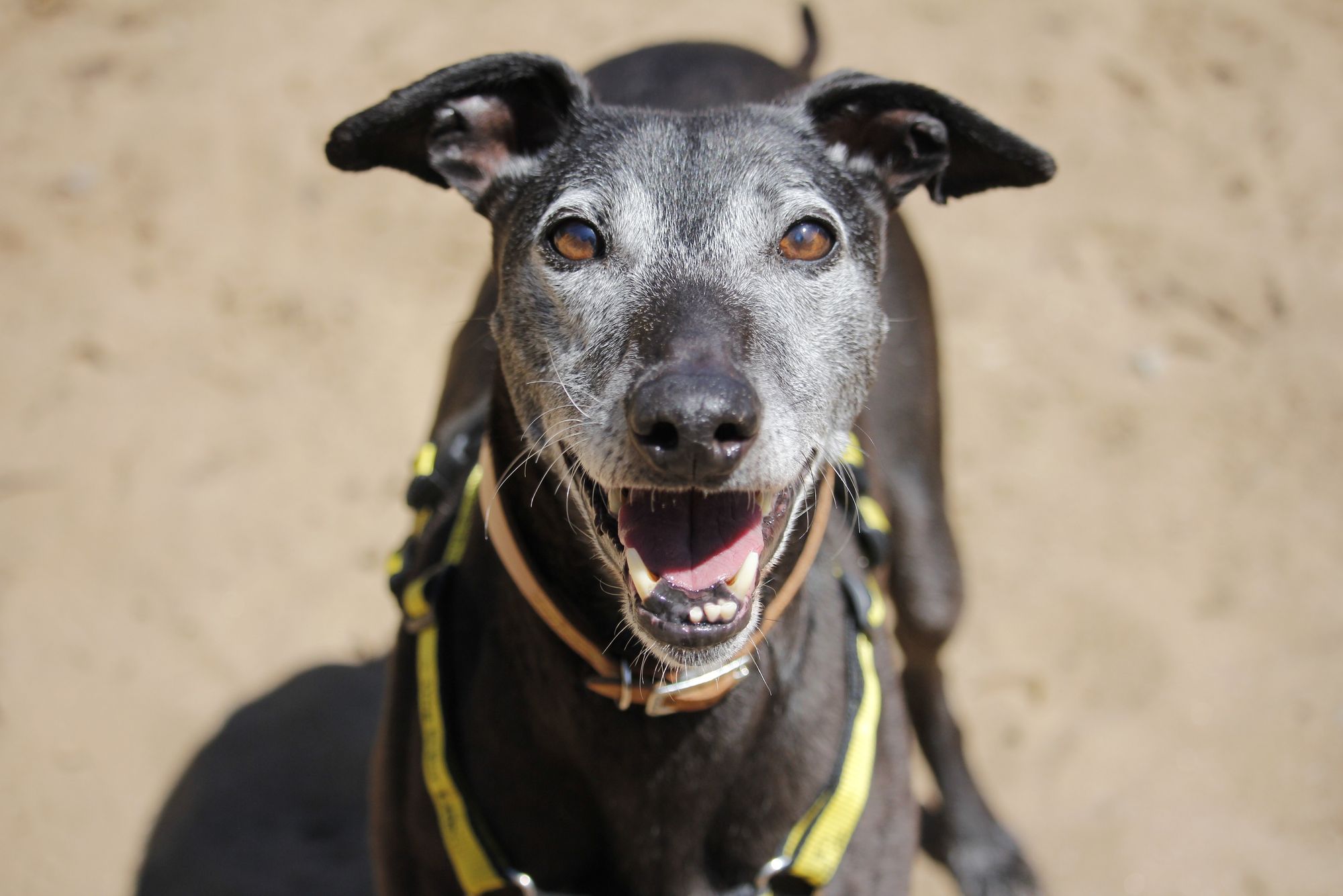 Help welcome Dogs Trust Cardiff’s new residents with a pawfect gift
