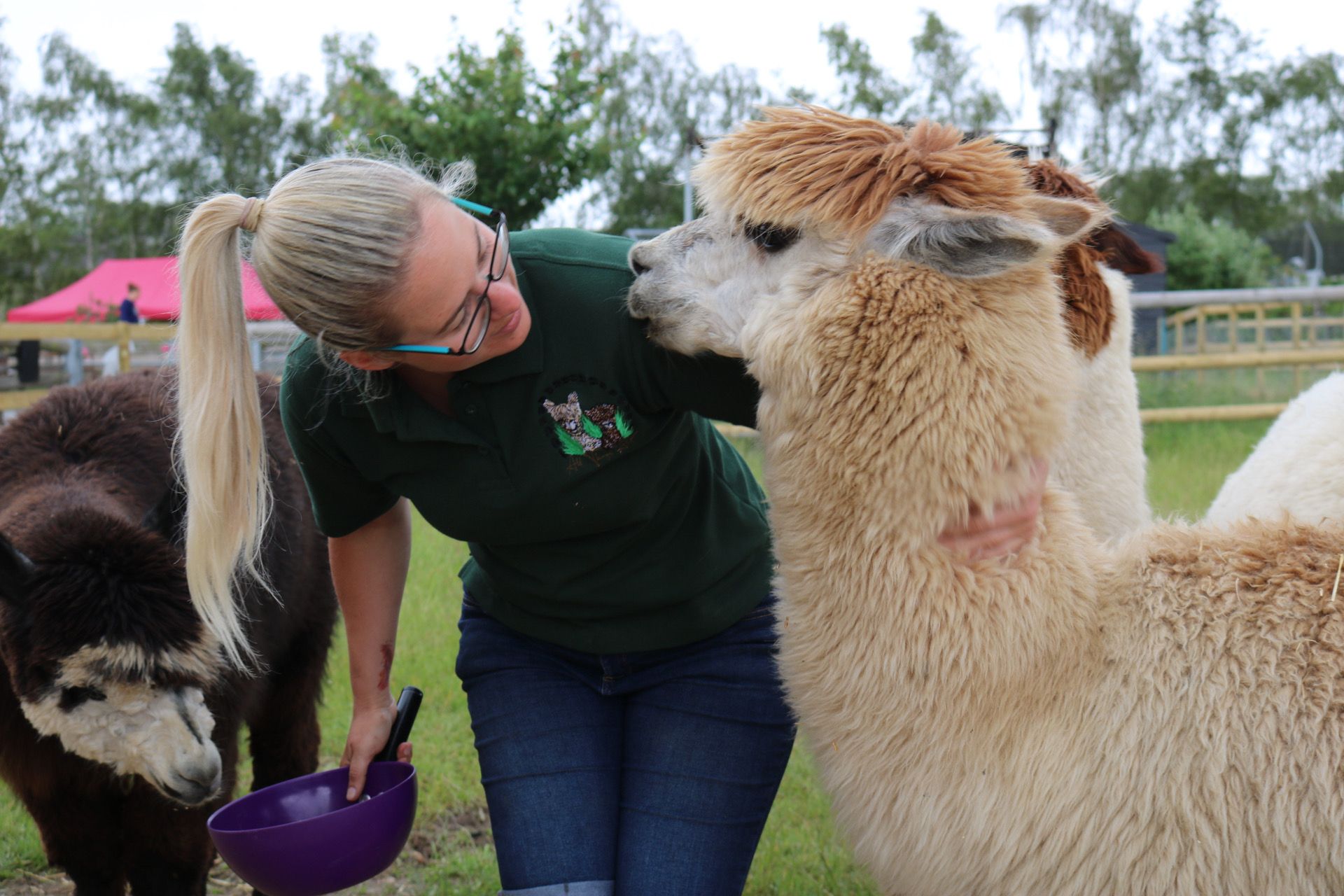 New alpaca trekking experience comes to Lathcoats Farm in Essex