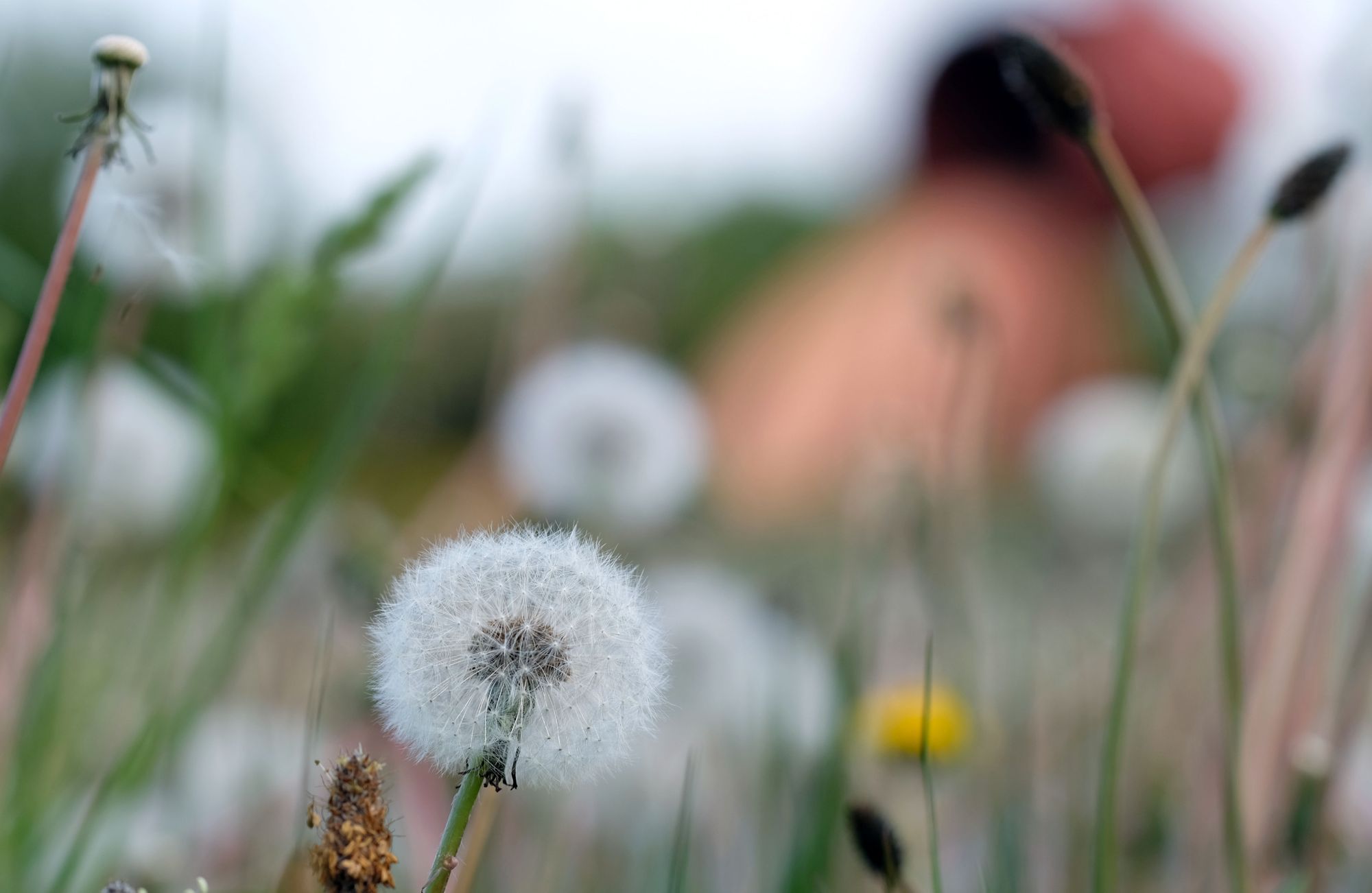 Spare the Dandelion and help feed the honeybees