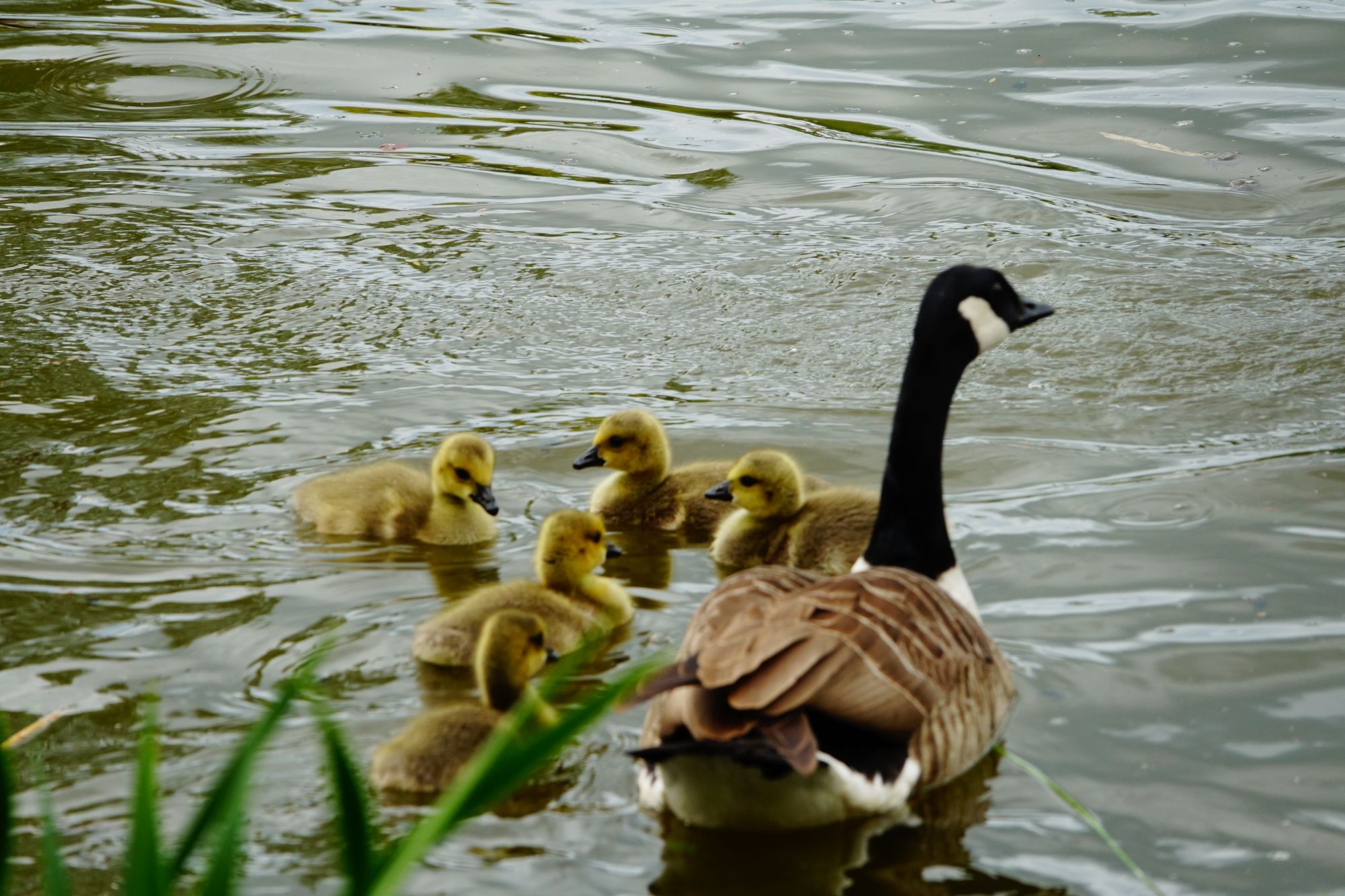 Scene By You: This week's images captured throughout Crewe