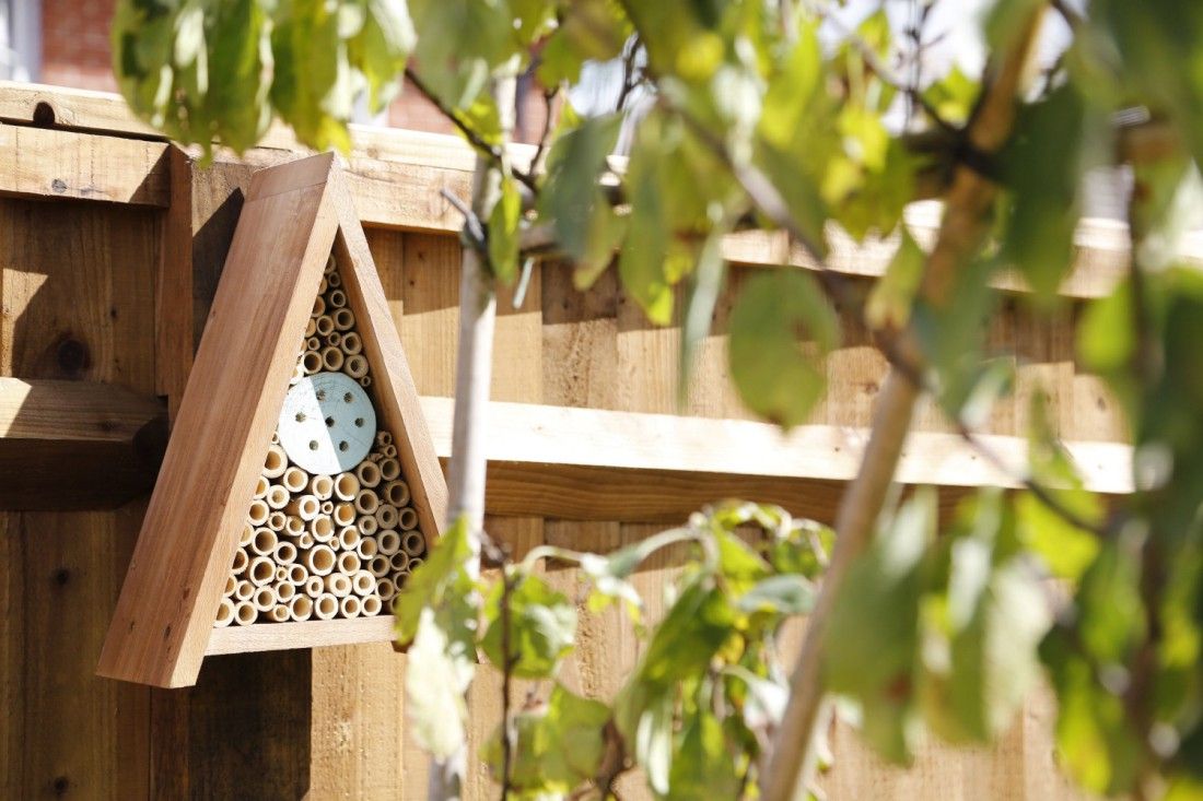 Campaign helps encourage wildlife into Faversham gardens