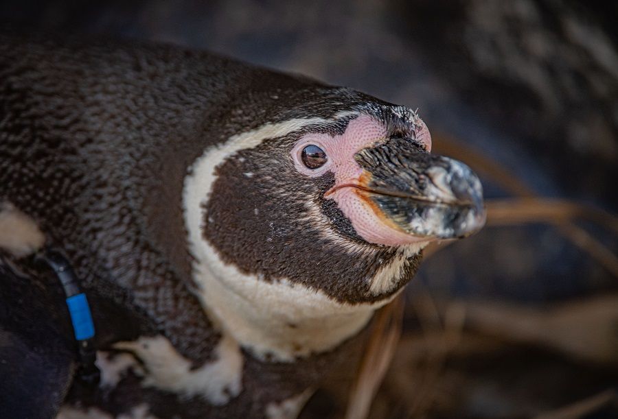 Vets perform sight-saving surgery on penguin at Chester Zoo