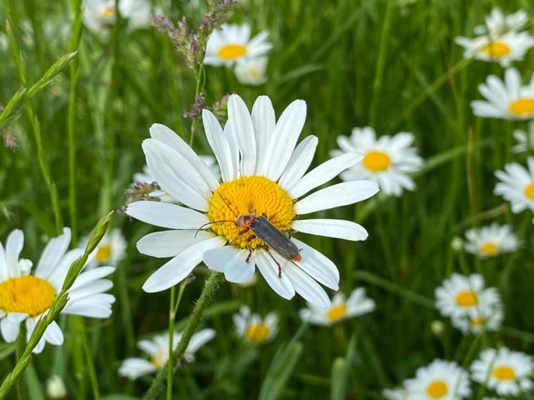 Competition to find wild and wonderful gardens in Thanet