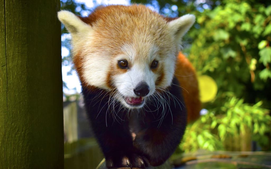 Hungry Drusillas pandas need bamboo donations