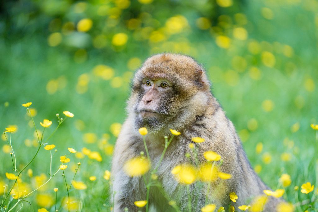 Scene By You: Views and animals in the spotlight