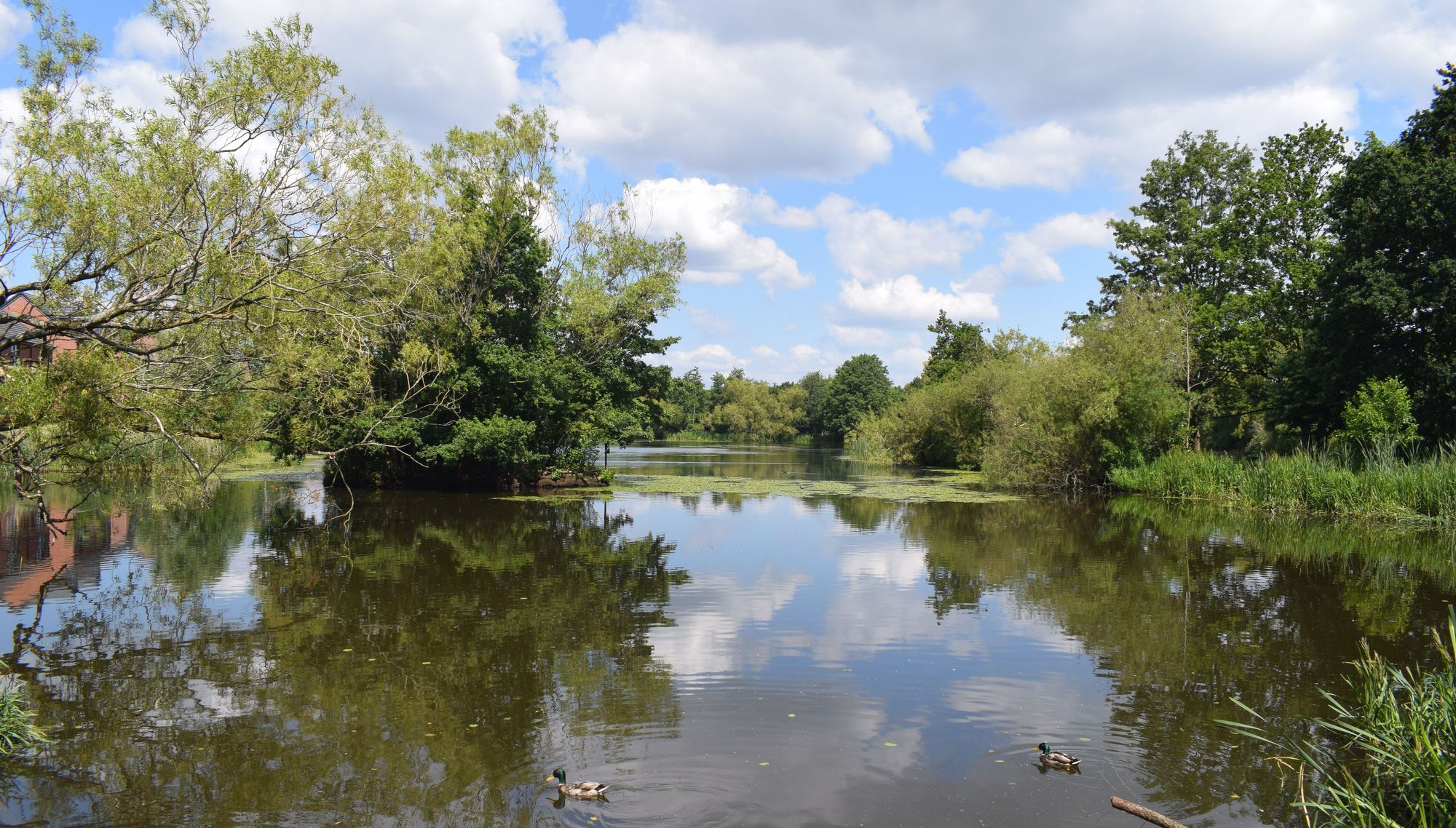 Environment Agency says dead fish in Runcorn lake due to 'stress'