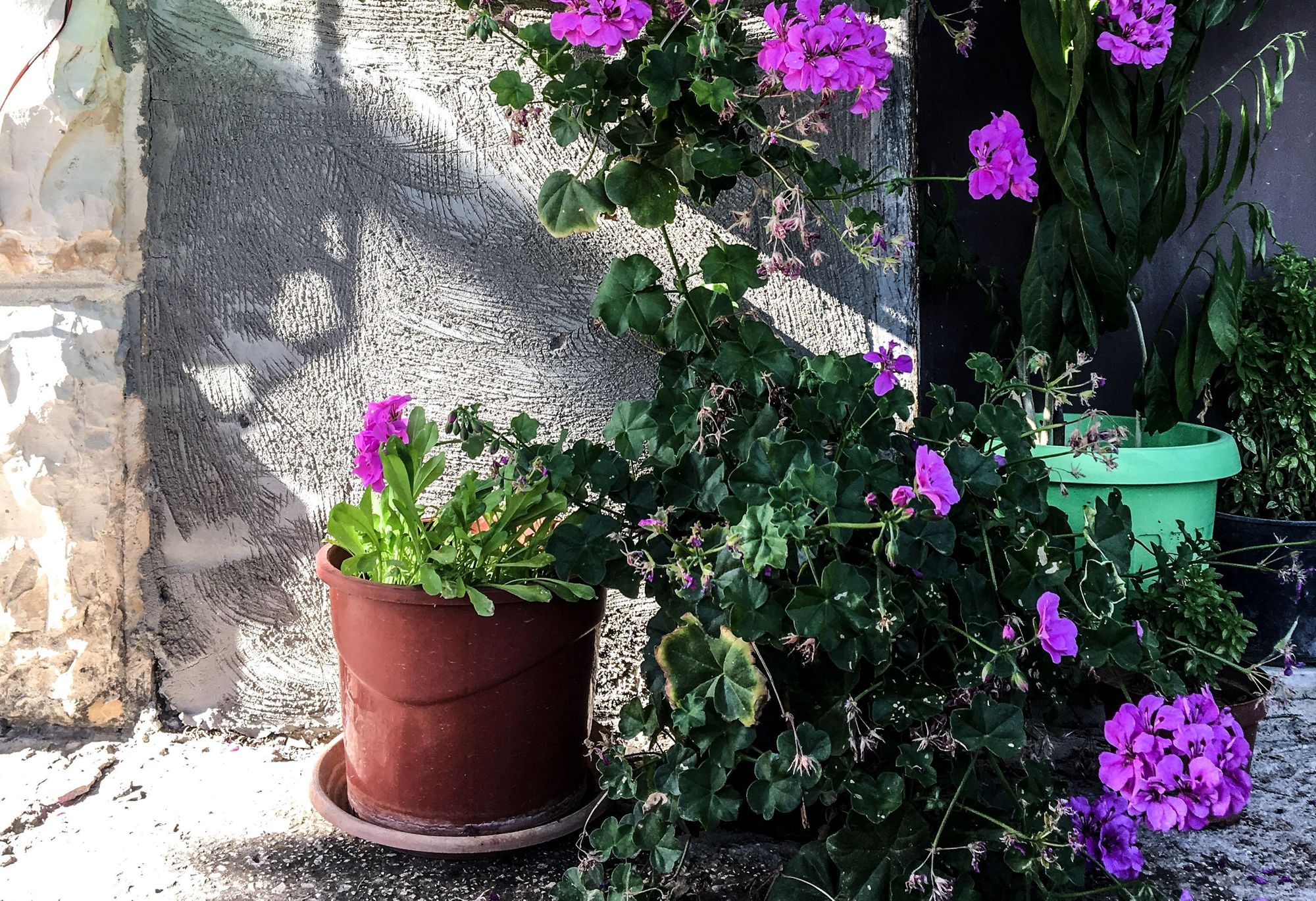 Businesses encouraged to take part in Maidstone in Bloom