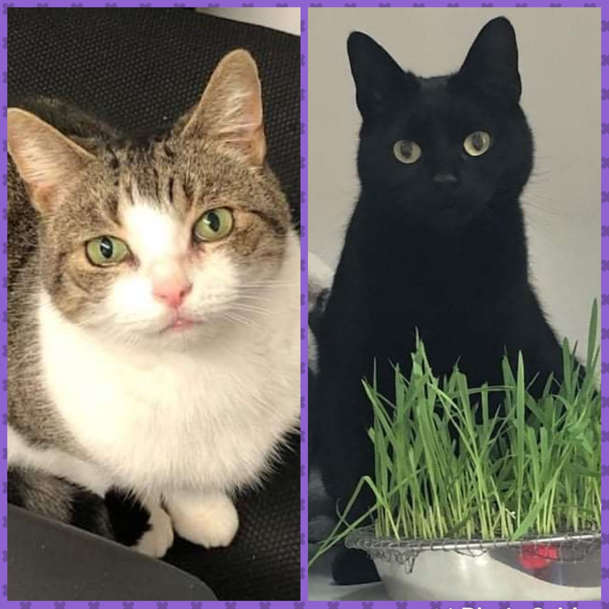 RSPCA column: Can you give Crystal and Elizabeth a home?