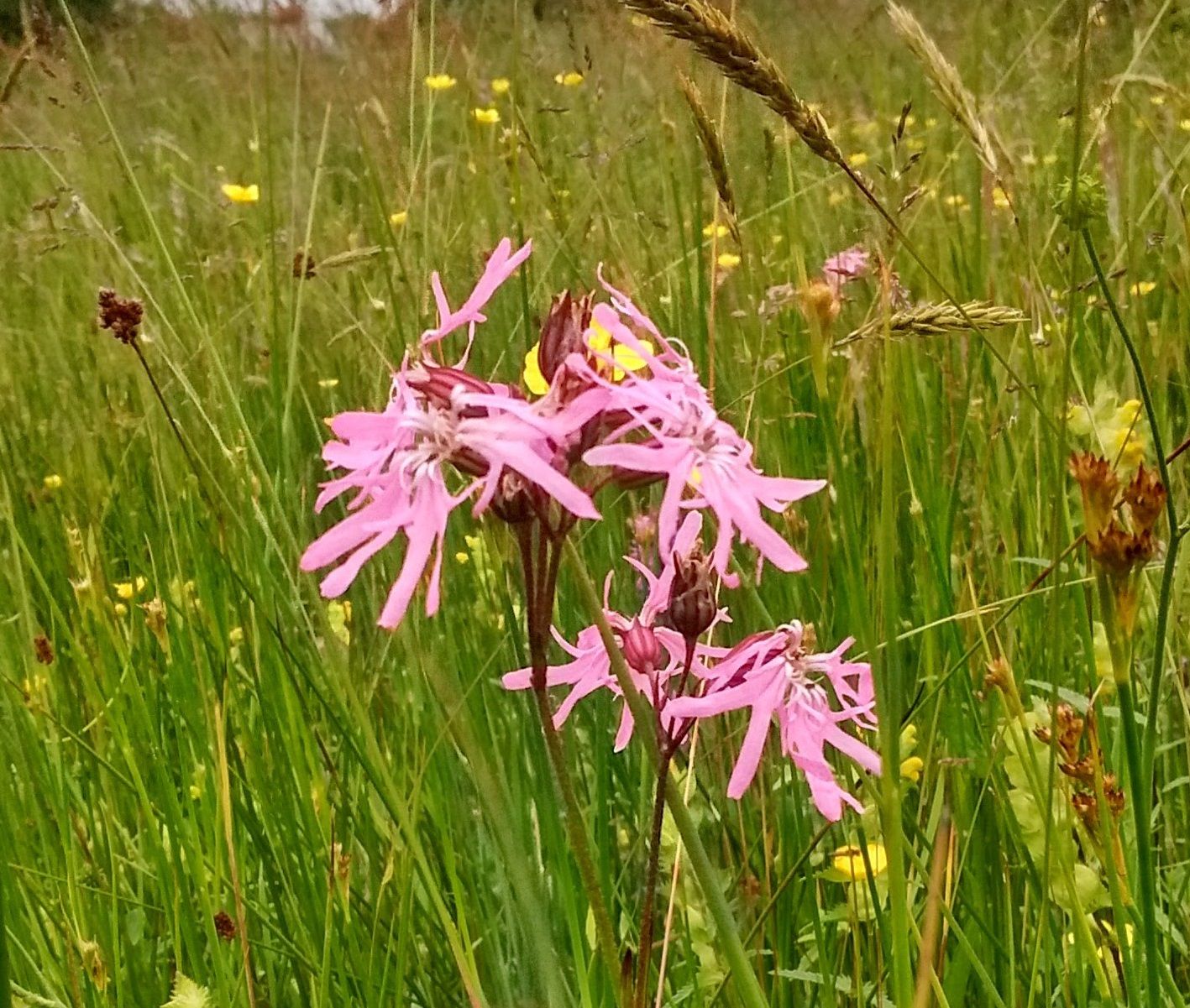How grass cutting in Bridgend boosts biodiversity